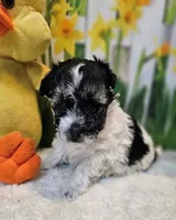 Scooter 1, a male Havamalt for sale in Penrose, CO – Photo 6 of 9