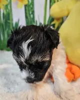 Scooter 1, a male Havamalt for sale in Penrose, CO – Photo 8 of 9