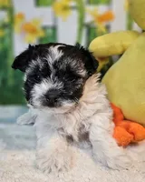 Scooter 1, a male Havamalt for sale in Penrose, CO – Photo 7 of 9