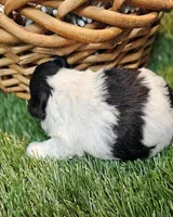 Scottie, a male Havamalt for sale in Penrose, CO – Photo 10 of 10