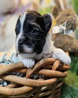 Scottie, a male Havamalt for sale in Penrose, CO – Photo 5 of 10