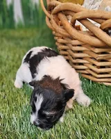 Scottie, a male Havamalt for sale in Penrose, CO – Photo 2 of 10