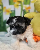 Scooter 1, a male Havamalt for sale in Penrose, CO – Photo 2 of 9