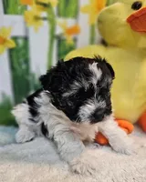 Scooter 1, a male Havamalt for sale in Penrose, CO – Photo 3 of 9