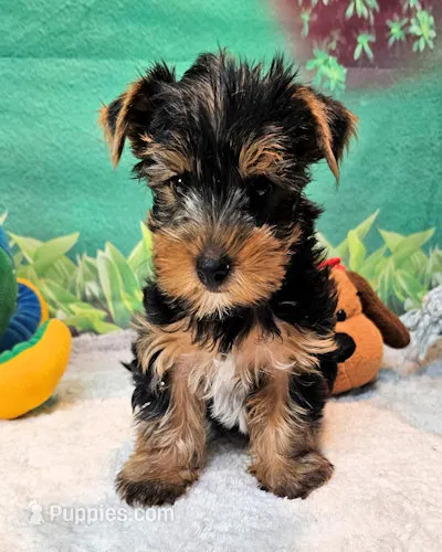 Farley – Yorkshire Terrier puppy for sale in Penrose, CO
