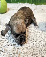 Oscar, a male Poodle - Toy  and Morkie for sale in Penrose, CO – 7 of 10