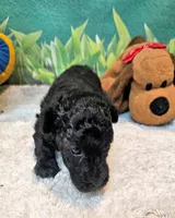 Paisleigh, a female Poodle - Toy  for sale in Penrose, CO – 10 of 10