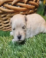 Snickers, a male Havanese and Maltese for sale in Penrose, CO – Photo 3 of 10