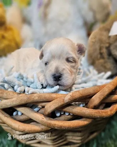 Snickers – Havanese, Maltese puppy for sale in Penrose, CO
