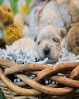 Snickers, a male Havanese and Maltese for sale in Penrose, CO – Photo 4 of 10