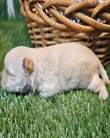 Snickers, a male Havanese and Maltese for sale in Penrose, CO – Photo 10 of 10