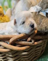 Snickers, a male Havanese and Maltese for sale in Penrose, CO – Photo 9 of 10