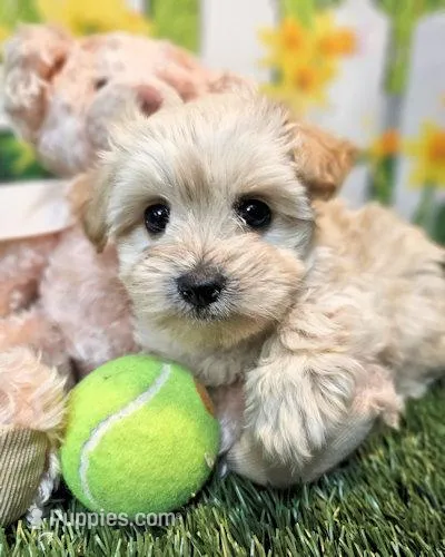 Snickers – Havanese, Maltese puppy for sale in Penrose, CO