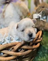 Snickers, a male Havanese and Maltese for sale in Penrose, CO – Photo 7 of 10