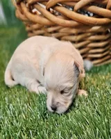 Snickers, a male Havanese and Maltese for sale in Penrose, CO – Photo 5 of 10