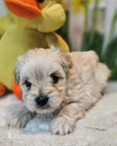 Snickers – Havanese, Maltese puppy for sale in Penrose, CO