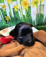 Frannie, a female Yorkipoo for sale in Penrose, CO – 2 of 9