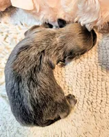 Olive, a female Poodle - Toy  and Morkie for sale in Penrose, CO – 3 of 10