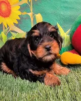 Fraiser, a male Yorkshire Terrier for sale in Penrose, CO – 5 of 10