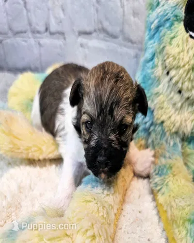Peanut – Maltipoo puppy for sale in Penrose, CO