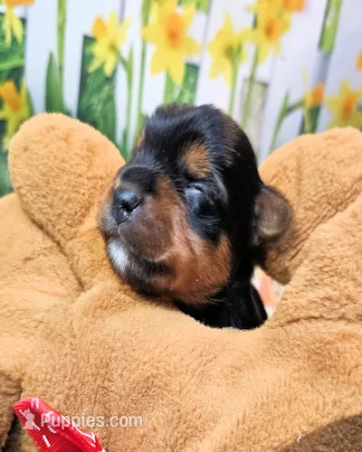 Felisha – Yorkshire Terrier puppy for sale in Penrose, CO