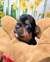 Felisha, a female Yorkshire Terrier for sale in Penrose, CO – 1 of 8