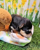Jackson, a male Maltese and Morkie for sale in Penrose, CO – 5 of 8