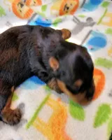Felisha, a female Yorkshire Terrier for sale in Penrose, CO – 6 of 8