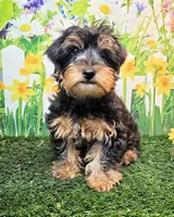 Fraiser, a male Yorkshire Terrier for sale in Penrose, CO – 3 of 8