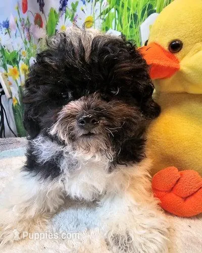 Matree's boy – Maltipoo, Maltese puppy for sale in Penrose, CO