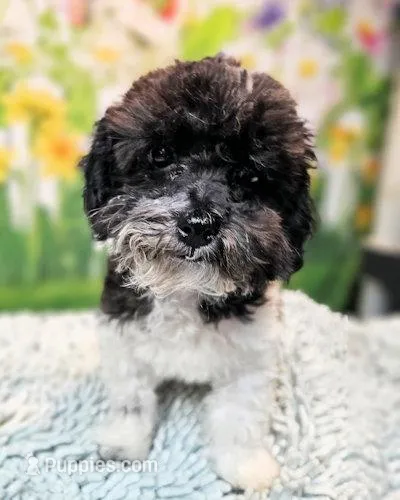 Matree's boy – Maltipoo, Maltese puppy for sale in Penrose, CO