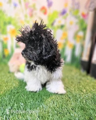 Matree's boy – Maltipoo, Maltese puppy for sale in Penrose, CO