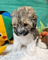 Lil Peanut, a male Maltese and Poodle - Toy  for sale in Penrose, CO – 7 of 9