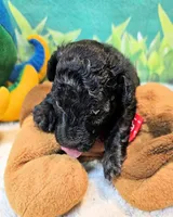 Paisleigh, a female Poodle - Toy  for sale in Penrose, CO – 5 of 10
