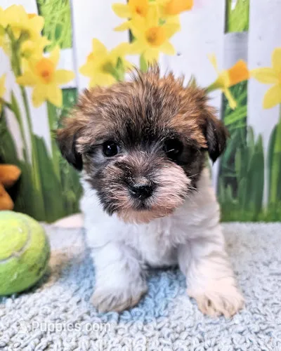 Sammy – Maltese, Poodle - Toy  puppy for sale in Penrose, CO