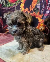 Morkie puppy Beautiful colors Moppy, a male Poodle - Toy  and Morkie for sale in Penrose, CO – 3 of 6