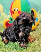 Flora, a female Yorkipoo for sale in Penrose, CO – 3 of 10