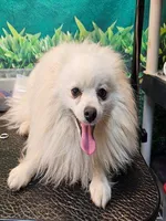 Lil Bear, a male Pomeranian for sale in Penrose, CO – Photo 2 of 5