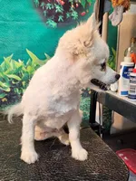 Lil Bear, a male Pomeranian for sale in Penrose, CO – Photo 5 of 5