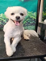 Lil Bear, a male Pomeranian for sale in Penrose, CO – Photo 1 of 5