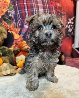 Morkie puppy Beautiful colors Moppy, a male Poodle - Toy  and Morkie for sale in Penrose, CO – 4 of 6