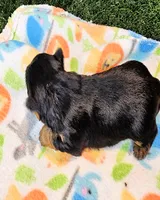 Felisha, a female Yorkshire Terrier for sale in Penrose, CO – 5 of 8