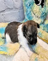 Lil Peanut, a male Maltese and Poodle - Toy  for sale in Penrose, CO – 8 of 10