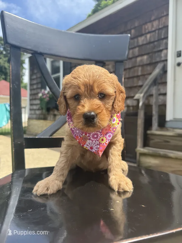 Victory – Goldendoodle, Miniature Goldendoodle puppy for sale in Forreston, IL