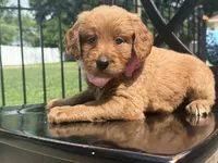 Pink Girl Genetic Clear, a female Goldendoodle and Miniature Goldendoodle for sale in Forreston, IL – 4 of 4