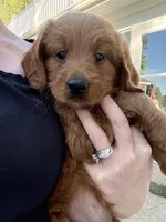 Pink Girl Genetic Clear, a female Goldendoodle and Miniature Goldendoodle for sale in Forreston, IL – 3 of 4