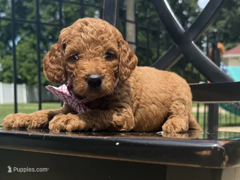 Bayley – Goldendoodle, Miniature Goldendoodle puppy for sale in Forreston, IL