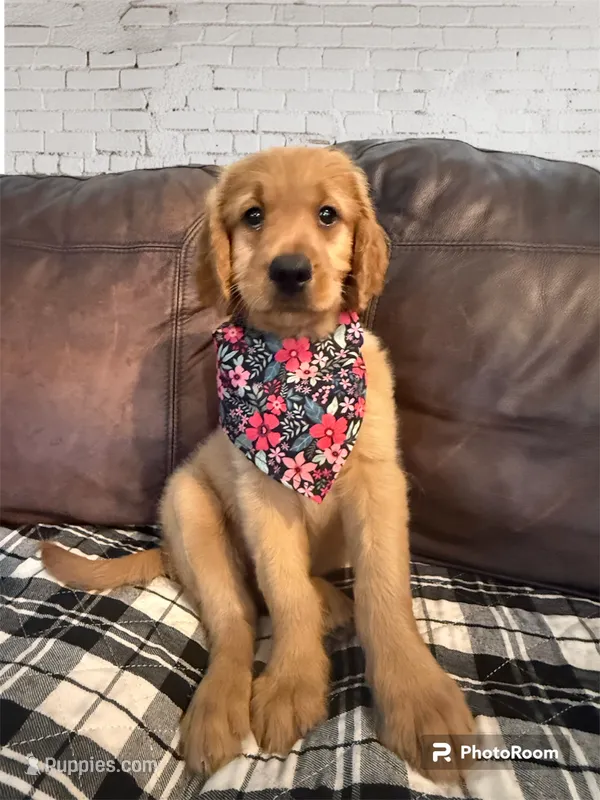Orange Girl Genetic  Clear – Goldendoodle, Miniature Goldendoodle puppy for sale in Forreston, IL
