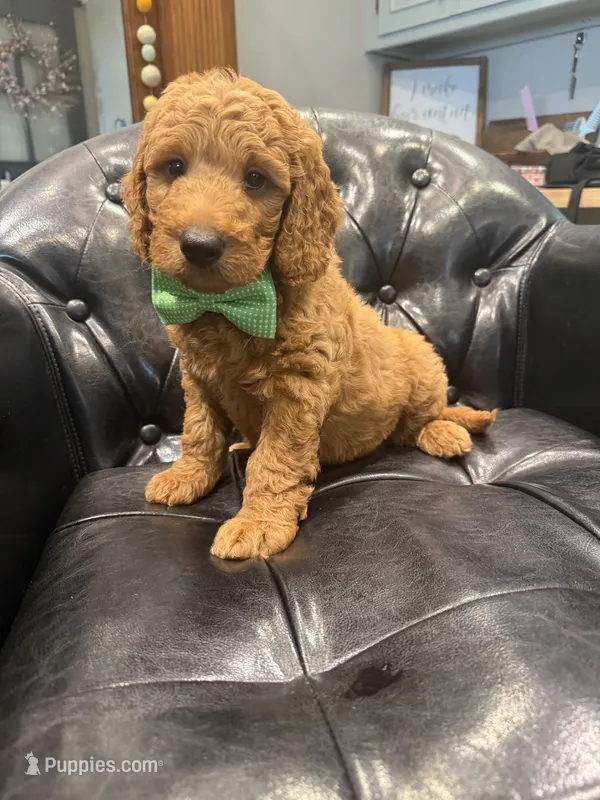 Bayley – Goldendoodle, Miniature Goldendoodle puppy for sale in Forreston, IL