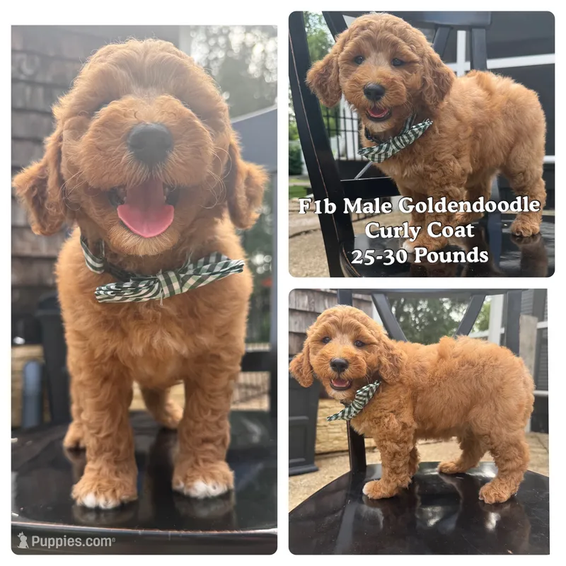 Fergus  – Miniature Goldendoodle puppy for sale in Forreston, IL